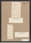 Pleurosigma hermanii Ralfs. (de-Toni-Nr.: Genus 13, Species 1011) Zeichnungen Sammlung Grunow Nr. 2060 (NHMW-BOT-W0368921)